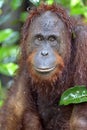 Bornean orangutan Pongo pygmaeus under rain. Close up Royalty Free Stock Photo