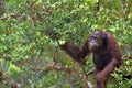 Bornean orangutan Pongo pygmaeus under rain Royalty Free Stock Photo