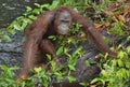 Bornean orangutan Pongo pygmaeus under rain in the wild nature. Central Bornean orangutan Pongo pygmaeus wurmbii on the tree Royalty Free Stock Photo