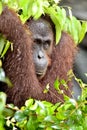 Bornean orangutan Pongo pygmaeus on the tree under rain in the wild nature. Central Bornean orangutan Pongo pygmaeus wurmbii Royalty Free Stock Photo