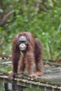 Bornean orangutan Pongo pygmaeus under rain in the wild nature. Central Bornean orangutan Pongo pygmaeus wurmbii in natural Royalty Free Stock Photo