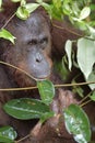 Bornean orangutan Pongo pygmaeus under rain . Royalty Free Stock Photo