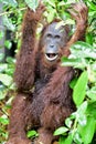 Bornean orangutan Pongo pygmaeus under rain in the wild nature. Central Bornean orangutan  Pongo pygmaeus wurmbii  on the tree Royalty Free Stock Photo