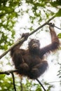 Bornean orangutan (Pongo pygmaeus wurmmbii) on the tree branches in Rainforest of Island Borneo. Royalty Free Stock Photo