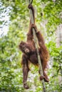 Bornean orangutan (Pongo pygmaeus wurmmbii) on the tree in the Rainforest of Island Borneo. Royalty Free Stock Photo