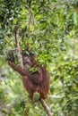 Bornean orangutan (Pongo pygmaeus wurmmbii) on the tree in Rainforest of Island Borneo. Indonesia. Royalty Free Stock Photo