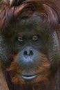 Bornean Orangutan Royalty Free Stock Photo