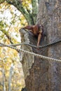 Bornean Orangutan is seen climbing a tree at the Atlanta Zoo Royalty Free Stock Photo