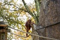 Bornean Orangutan is seen climbing a tree at the Atlanta Zoo Royalty Free Stock Photo