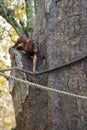 Bornean Orangutan is seen climbing a tree at the Atlanta Zoo Royalty Free Stock Photo