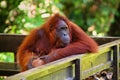 Bornean orangutan at Semenggoh Nature Reserve and  Wildlife Rehabilitation Centre Royalty Free Stock Photo