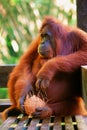 Bornean orangutan at Semenggoh Nature Reserve and  Wildlife Rehabilitation Centre Royalty Free Stock Photo