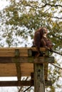 Bornean Orangutan is sitting on a platform in a tree at the Atlanta Zoo Royalty Free Stock Photo