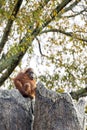 Bornean Orangutan is sitting on a stump in a tree at the Atlanta Zoo Royalty Free Stock Photo