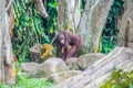 Bornean orangutan stands on stones
