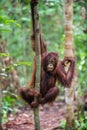 Bornean orangutan on the tree. Royalty Free Stock Photo
