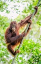 Bornean orangutan on the tree. Pongo pygmaeus