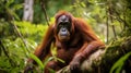 Bornean orangutan on the tree under rain in the wild nature. Central Bornean orangutan Generative Ai