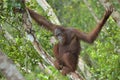 Bornean orangutan on the tree under rain in the wild nature. Central Bornean orangutan  Pongo pygmaeus wurmbii  on the tree  in Royalty Free Stock Photo