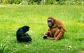 Bornean Orangutans sharing habitat with Siamang Gibbons in Dublin Zoo Royalty Free Stock Photo