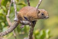 Borneo black-banded squirrel Callosciurus orestes in Kinabalu national park, Borneo island, Malays