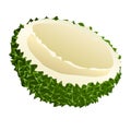 Borneo durian icon, cartoon style