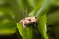 Borneo Eared frog