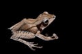Borneo eared frog on black background
