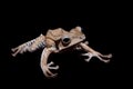 Borneo eared frog on black background