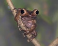 Borneo eared frog Polypedates otilophus