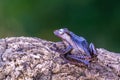 Borneo eared tree frog, polypedates otilophus