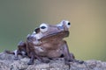 Borneo eared tree frog, polypedates otilophus