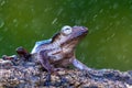 Borneo eared tree frog, polypedates otilophus