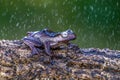 Borneo eared tree frog, polypedates otilophus