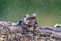 Borneo eared tree frog, polypedates otilophus