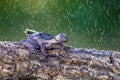 Borneo eared tree frog, polypedates otilophus