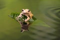 Borneo Eared Tree Frog in rippled water