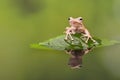 Borneo Eared Tree Frog in green water