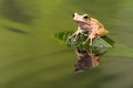 Borneo Eared Tree Frog in water