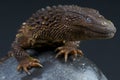 Borneo earless monitor / Lanthanotus borneensis