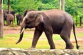 Borneo elephant, also called the Borneo pygmy elephant
