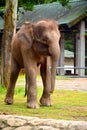 Borneo elephant, also called the Borneo pygmy elephant