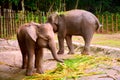 Borneo elephant, also called the Borneo pygmy elephant