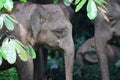 Borneo elephant