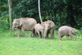 Borneo elephant