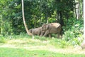 Borneo elephant