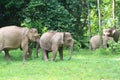 Borneo elephant