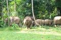 Borneo elephant