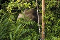 Borneo Elephant in Vegatation