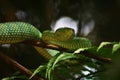 Fiver Borneo on Branch in Borneo Forest